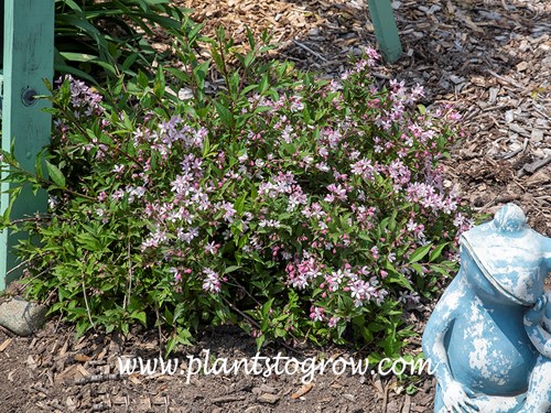 Yuki Cherry Blossom Deutzia (Deutzia) 
This was the second year in the garden. During the time when it was blooming the average temperature was 15-20 degrees above normal.  Hence the flowers were very short lived.
(end of May)
